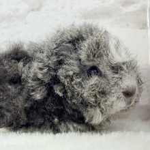 ぬいぐるみみたいなもこもこちゃん🐹☁️テディモルモット(男の子)