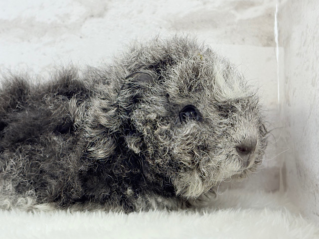 ぬいぐるみみたいなもこもこちゃん🐹☁️テディモルモット(男の子) ぬいぐるみみたいなもこもこちゃん🐹☁️テディモルモット(男の子)