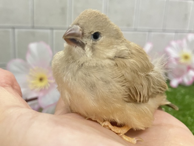 ジャンボキンカチョウ