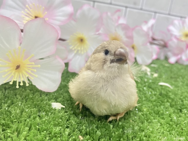 ジャンボキンカチョウ
