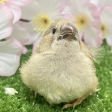 ✨最新画像✨あったか湯気が〜パッパﾊﾟﾔﾊﾟﾔ♨🎶ジャンボキンカチョウ(色変わり/2026年3月生まれ)