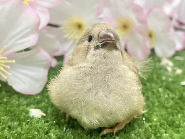 ✨最新画像✨あったか湯気が〜パッパﾊﾟﾔﾊﾟﾔ♨🎶ジャンボキンカチョウ(色変わり/2026年3月生まれ)