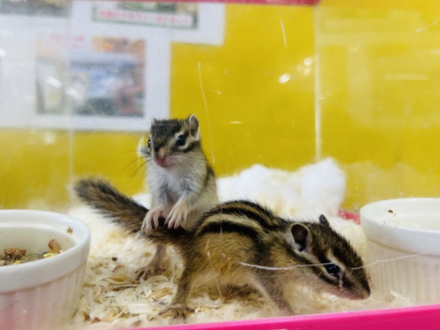 久々入舎!!🔥🔥🔥 シマリスさんがやってきましたよ~(`・ω・´) 女のコ シマリス(ノーマル)