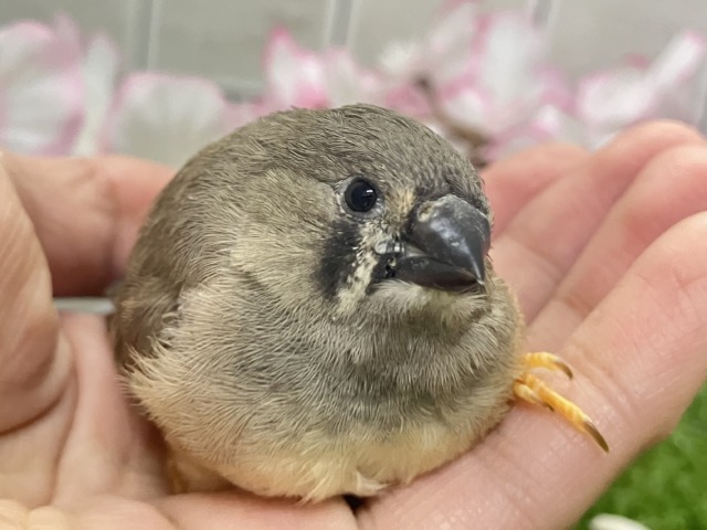 ジャンボキンカチョウ
