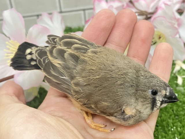ジャンボキンカチョウ