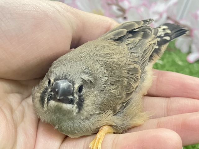 ジャンボキンカチョウ