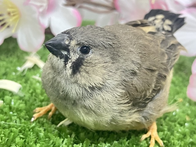 ジャンボキンカチョウ