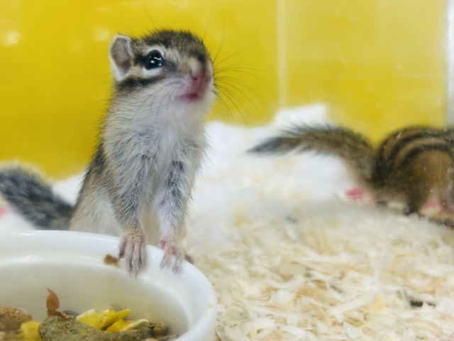 久々入舎!!🔥🔥🔥 シマリスさんがやってきましたよ~(`・ω・´) 女のコ シマリス(ノーマル)