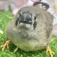 ✨最新画像✨人参アンヨで！🙂‍↕️にぃにぃ見参❕🥕ジャンボキンカチョウ(ノーマル/2026年3月生まれ)