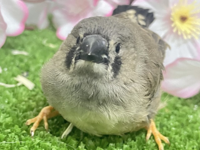 ✨最新画像✨人参アンヨで！🙂‍↕️にぃにぃ見参❕🥕ジャンボキンカチョウ(ノーマル/2026年3月生まれ)