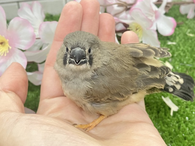 ジャンボキンカチョウ