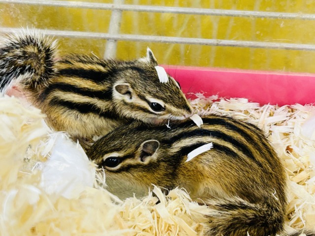かわいいシマリスさんがやってきましたよ~🌟🌟🌟 男のコ シマリス(ノーマル)