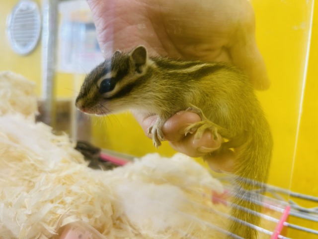 かわいいシマリスさんがやってきましたよ~🌟🌟🌟 男のコ シマリス(ノーマル)