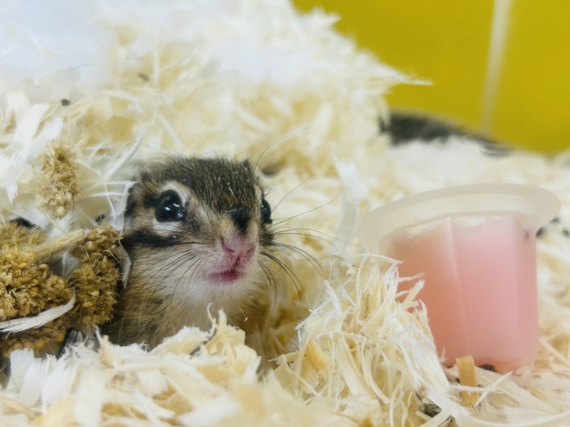 かわいいシマリスさんがやってきましたよ~🌟🌟🌟 男のコ シマリス(ノーマル)