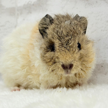 ふわもこでくるくる羊さん🐑🌿テディモルモット(男の子)
