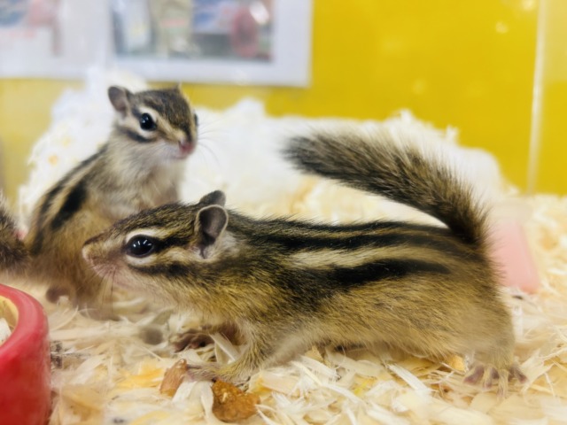 かわいいシマリスさんがやってきましたよ~🌟🌟🌟 男のコ シマリス(ノーマル)