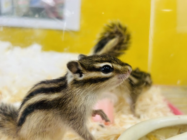 かわいいシマリスさんがやってきましたよ~🌟🌟🌟 男のコ シマリス(ノーマル)
