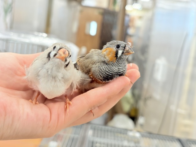 ジャンボキンカチョウ