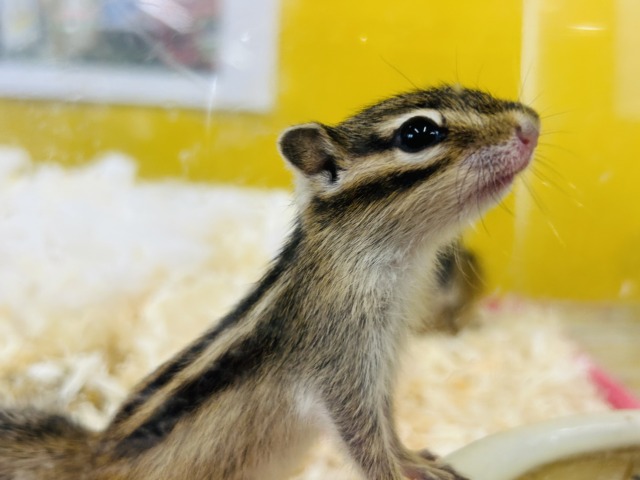 かわいいシマリスさんがやってきましたよ~🌟🌟🌟 男のコ シマリス(ノーマル)