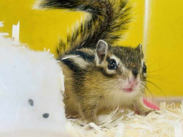 かわいいシマリスさんがやってきましたよ~🌟🌟🌟 男のコ シマリス(ノーマル)