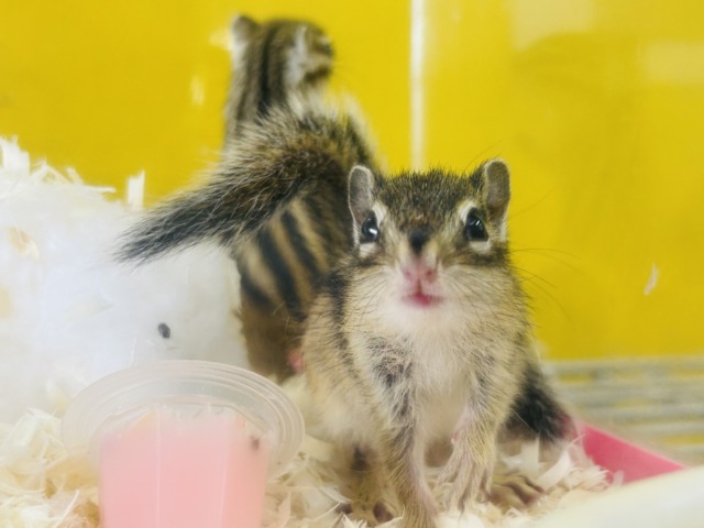 かわいいシマリスさんがやってきましたよ~🌟🌟🌟 男のコ シマリス(ノーマル)