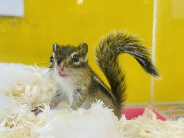 かわいいシマリスさんがやってきましたよ~🌟🌟🌟 男のコ シマリス(ノーマル)