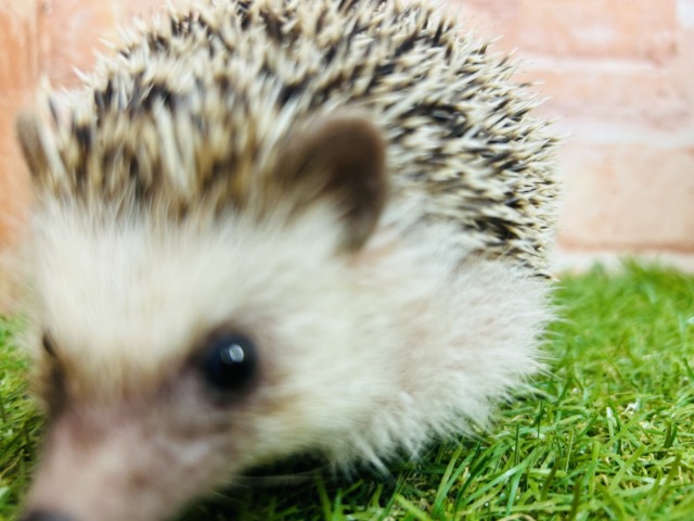 ヨツユビハリネズミ