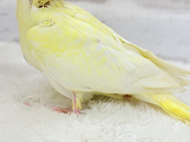 オカメインコ