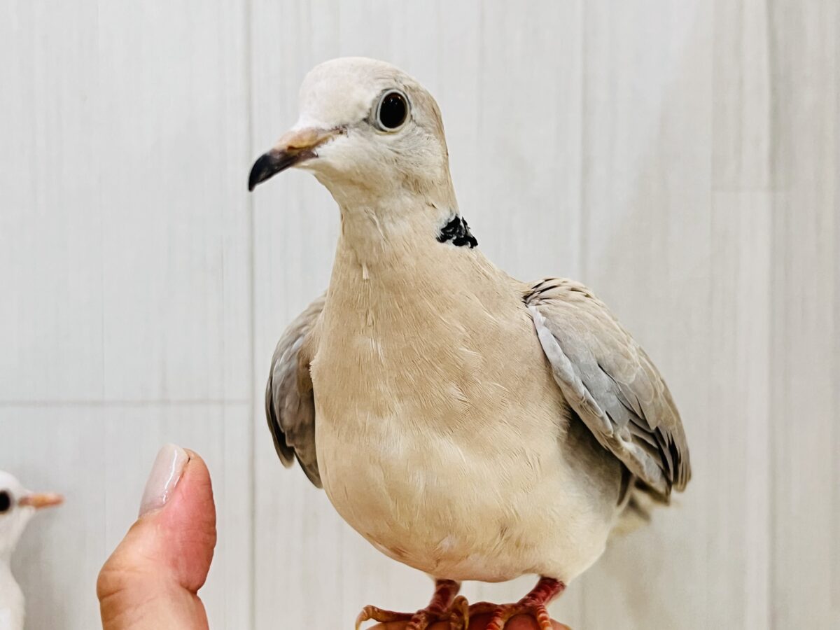 ハト沼へようこそ✨虜にさせるよ♡ジュズカケバト❤️