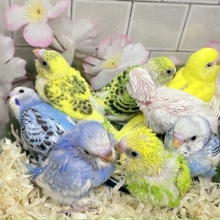 わちゃわちゃ満開❕いっぱい登場✨セキセイインコ(いろいろ/2026年4月生まれ)