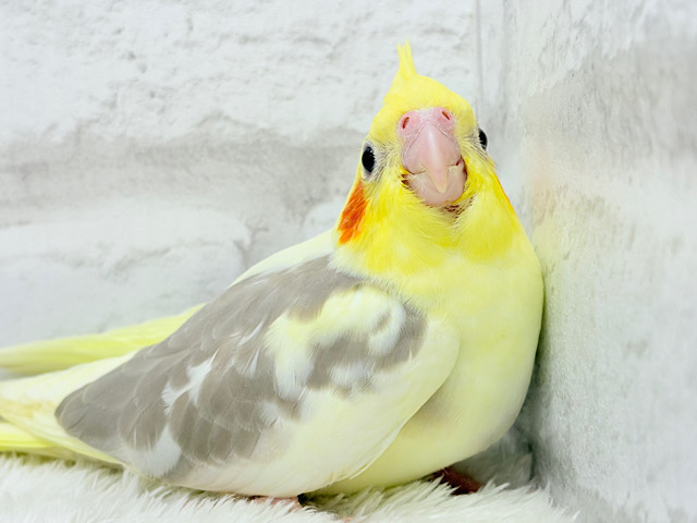 ふんわりもちもち♡オカメインコ(シナモンパイド) ヒナ