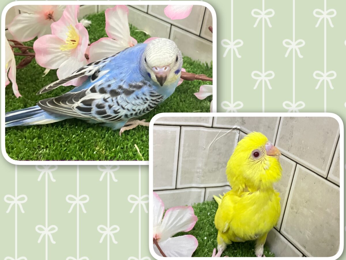 わちゃわちゃ満開❕いっぱい登場✨セキセイインコ(いろいろ/2026年4月