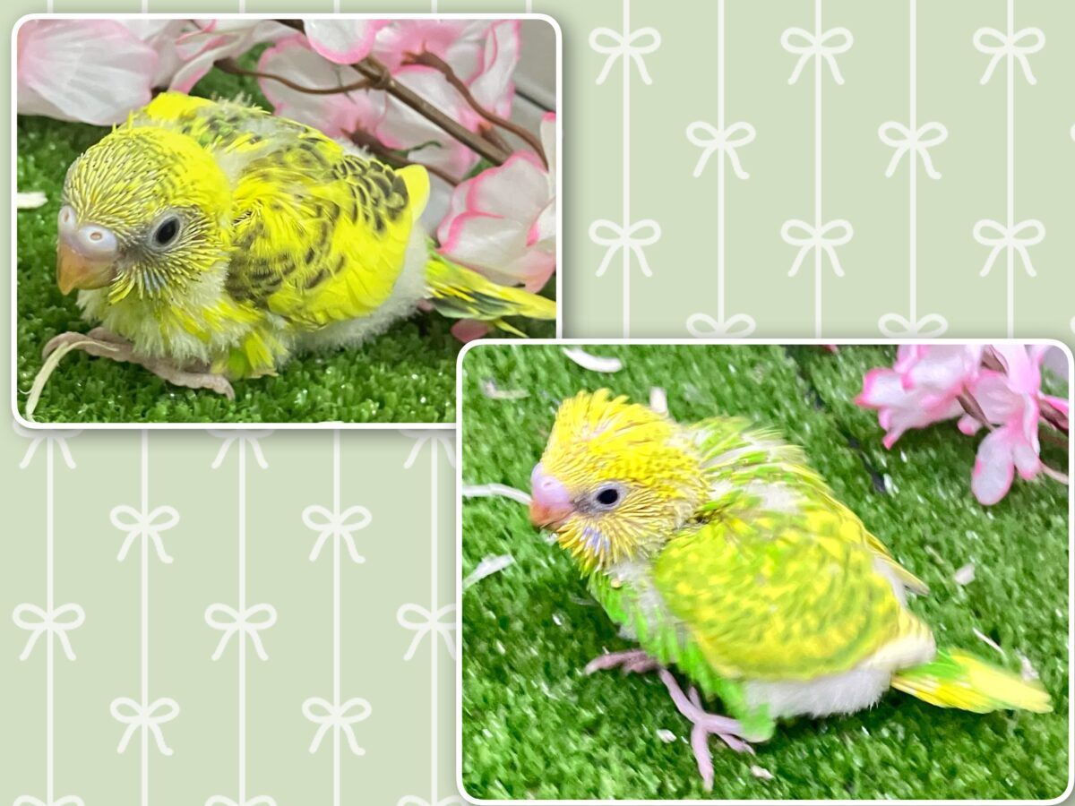 わちゃわちゃ満開❕いっぱい登場✨セキセイインコ(いろいろ/2026年4月