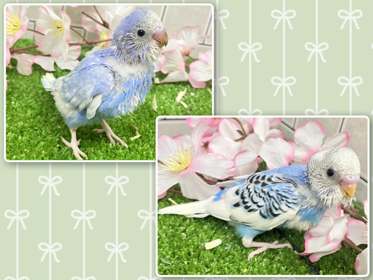 わちゃわちゃ満開❕いっぱい登場✨セキセイインコ(いろいろ/2026年4月