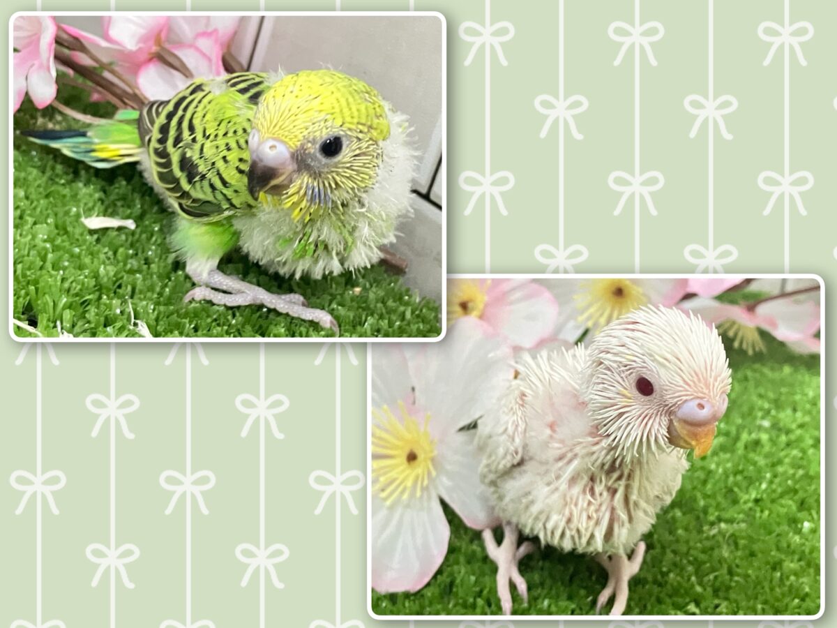 わちゃわちゃ満開❕いっぱい登場✨セキセイインコ(いろいろ/2026年4月