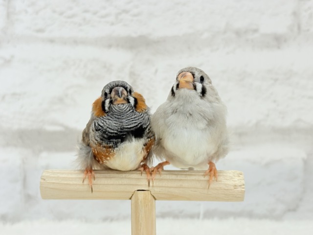 ジャンボキンカチョウ