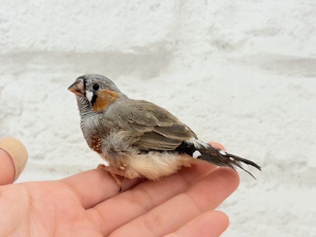 ジャンボキンカチョウ