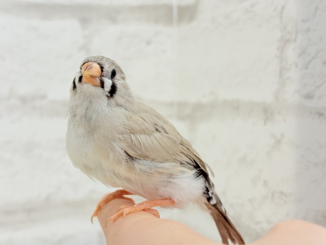 ジャンボキンカチョウ