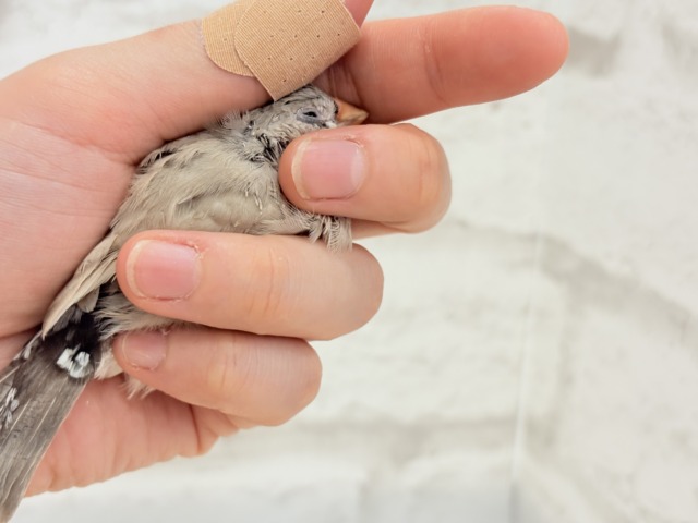 ジャンボキンカチョウ