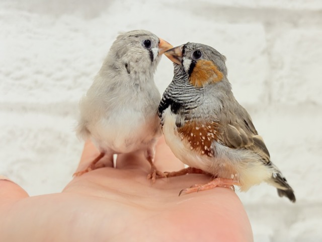ジャンボキンカチョウ