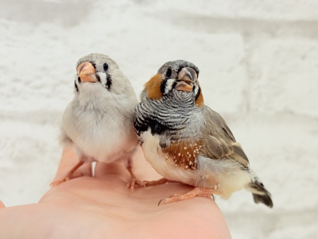 ジャンボキンカチョウ