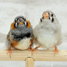 【最新画像更新🪄もうすぐひとり餌‪☆】食欲旺盛‪☆ぱやぱやコンビ🐣💖ジャンボキンカチョウ ヒナ