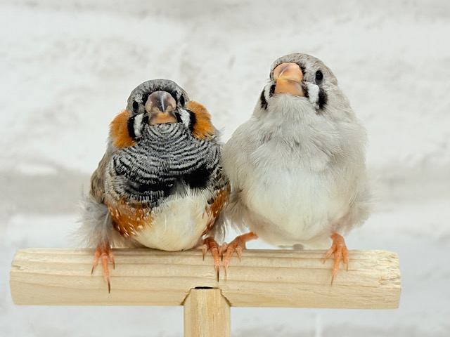 【最新画像更新🪄もうすぐひとり餌‪☆】食欲旺盛‪☆ぱやぱやコンビ🐣💖ジャンボキンカチョウ ヒナ