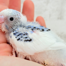 あざとい系代表狙ってます‪🐣‪☆セキセイインコ(パイド) ヒナ