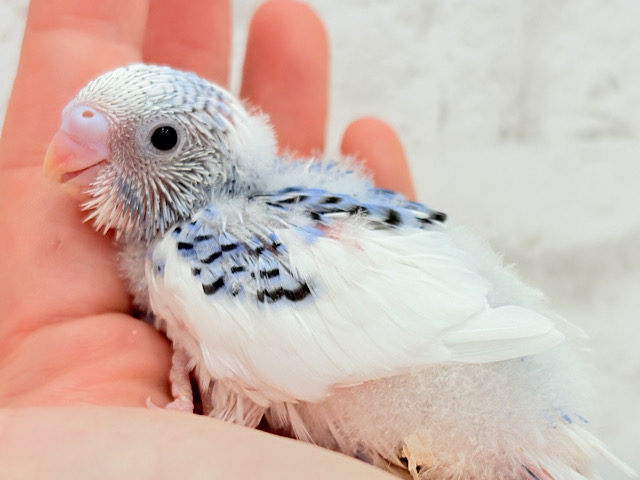 あざとい系代表狙ってます‪🐣‪☆セキセイインコ(パイド) ヒナ