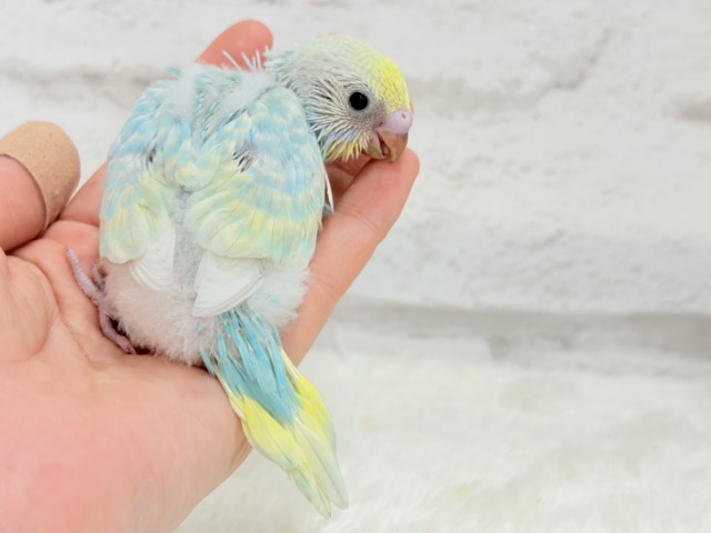 しゅわしゅわ🫧爽やかソーダちゃん🐣🍭セキセイインコ(パステル