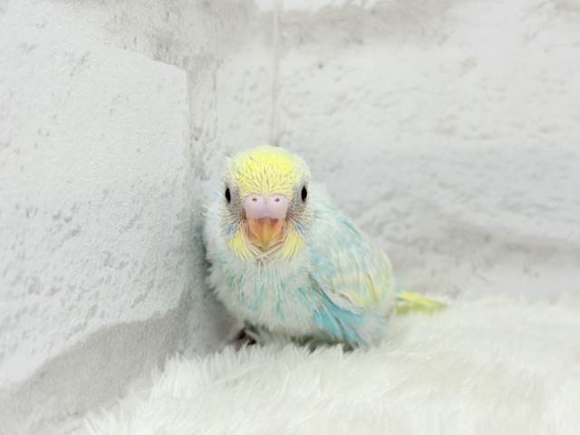 しゅわしゅわ🫧爽やかソーダちゃん🐣🍭セキセイインコ(パステル