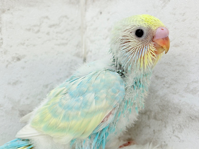 せきせいいんこ しゅわしゅわ🫧爽やかソーダちゃん🐣🍭セキセイインコ(パステル