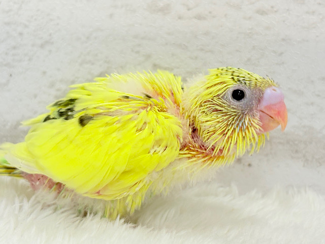 小さなわた毛のヒヨコちゃん🐣💛セキセイインコ(黄色ハルクイン) ヒナ