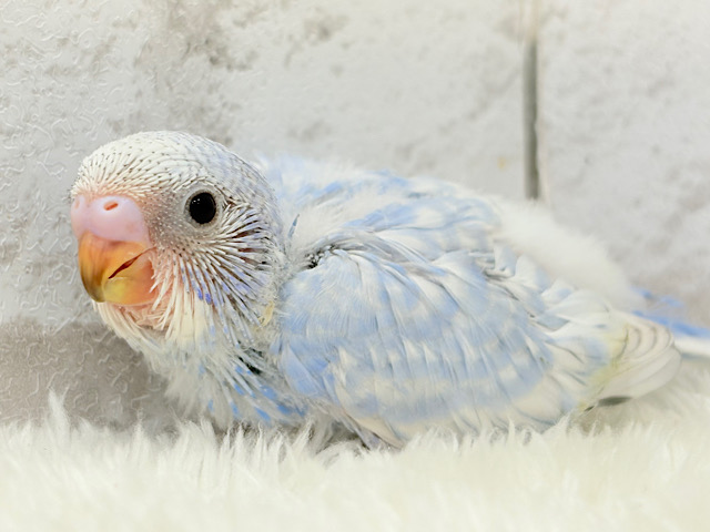 ハレノヒの爽やかな青空カラー🐣🫧セキセイインコ(スパングル) ヒナ